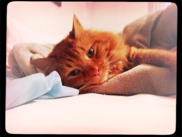 /Images/uploads/Humane Society of Utah/HSU2018/entries/4028thumb.jpg